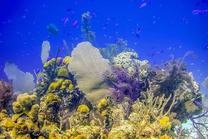 Arrecife de Bight, Providenciales - atracciones turísticas en las Islas Turcas y Caicos