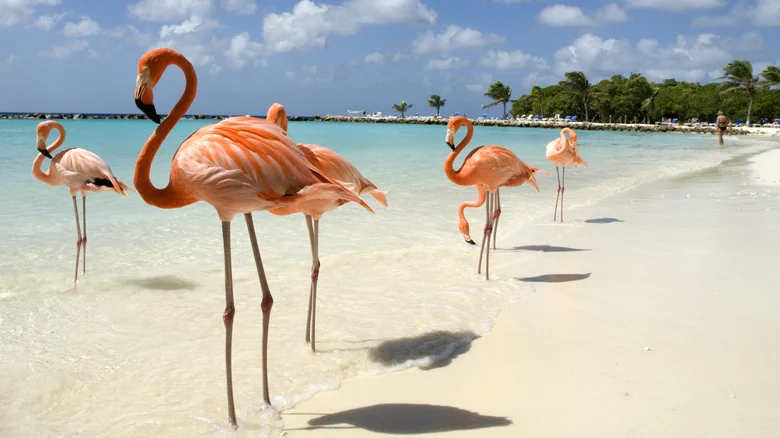 Aruba, Caribe
