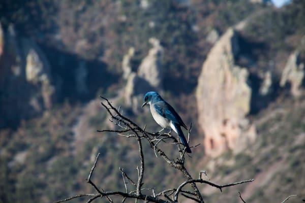 Aves de invierno, Parque Nacional Big Bend