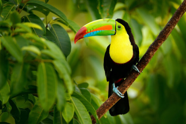 Aves tropicales 6