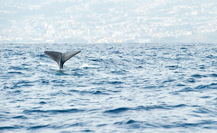 Avistamiento de ballenas y delfines