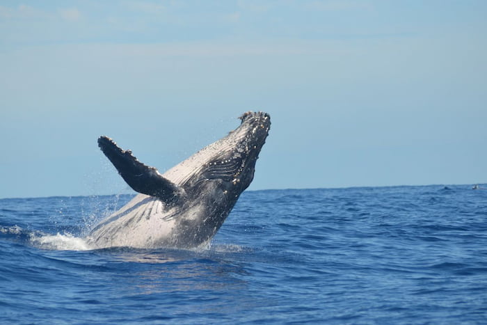 Avistamiento de ballenas