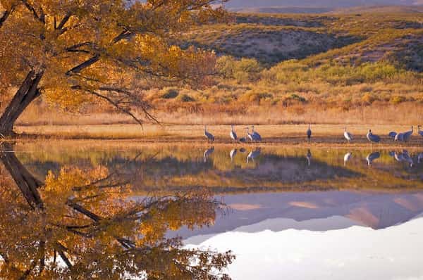 Bosque Del Apache Wildlife Refuge 