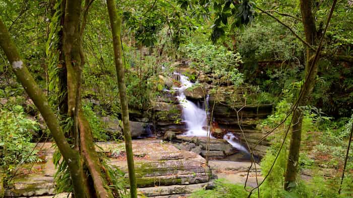 Bosque Nacional El Yunque