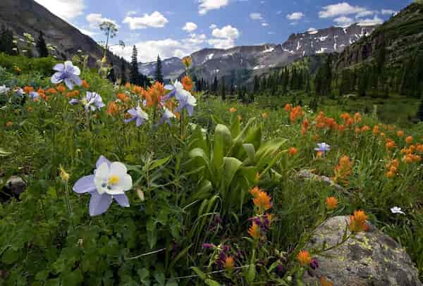 Bosque Nacional Uncompahgre