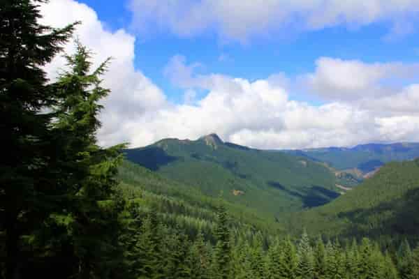 Bosque Nacional Willamette