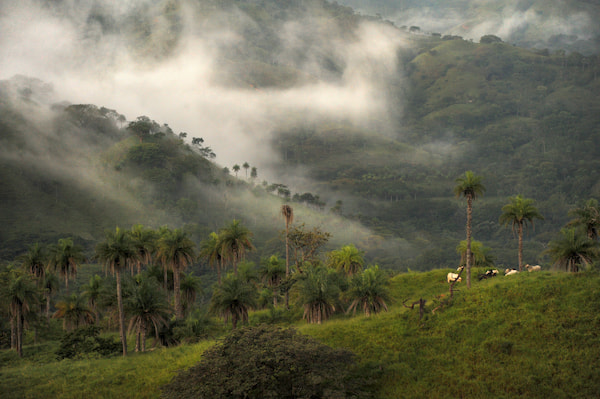Bosque Nuboso 3