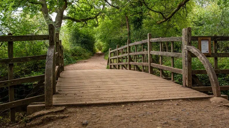 Bosque de Ashdown, Inglaterra
