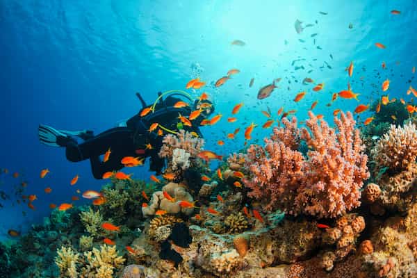 Buceo