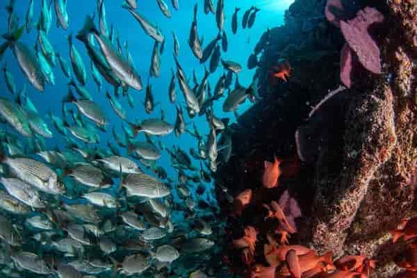Buceo en el Parque Nacional de Cabo Pulmo (1)