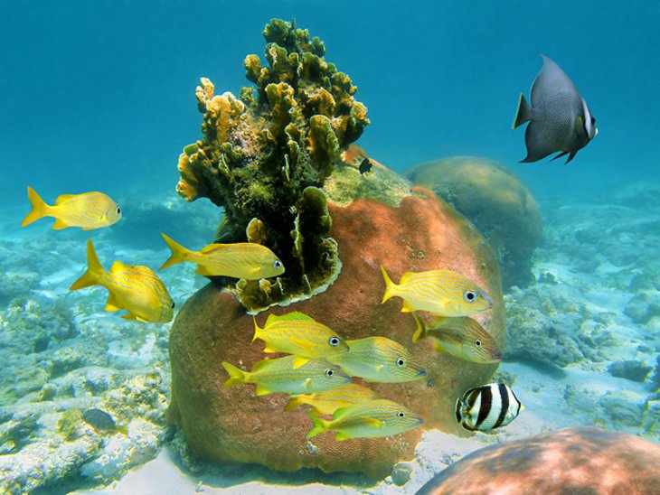 Buceo y pesca en la isla de Andros