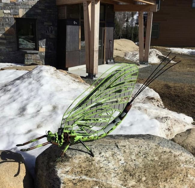 Bug Crawl en saranac lake