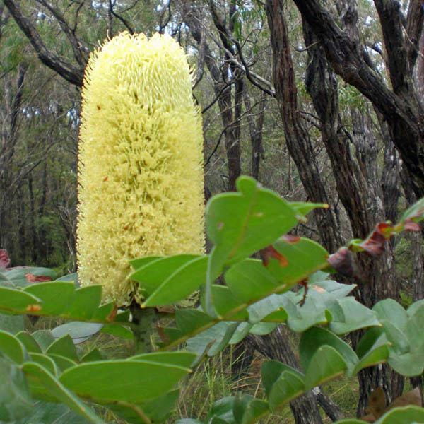 Bull Banksia-Primavera en Australia 3.3