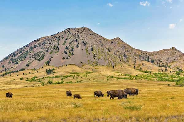 Butte del oso, Sturgis