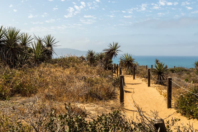 Caminata En La Reserva Natural Estatal De Torrey Pines