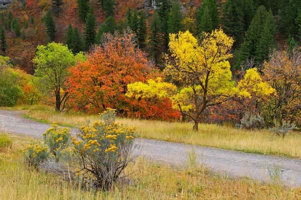 Camino panorámico de Logan Canyon