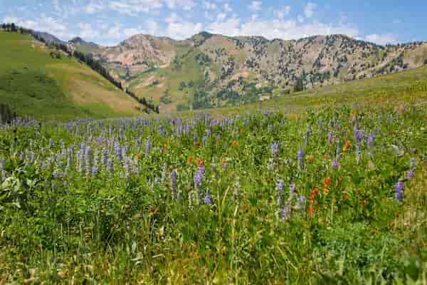 Campamento Albion Basin
