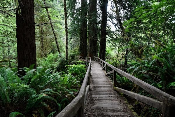 Campamento Elk Prairie-Acampar en Invierno en California