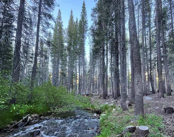 Campamento de agua fría-Acampar en Mammoth Lakes