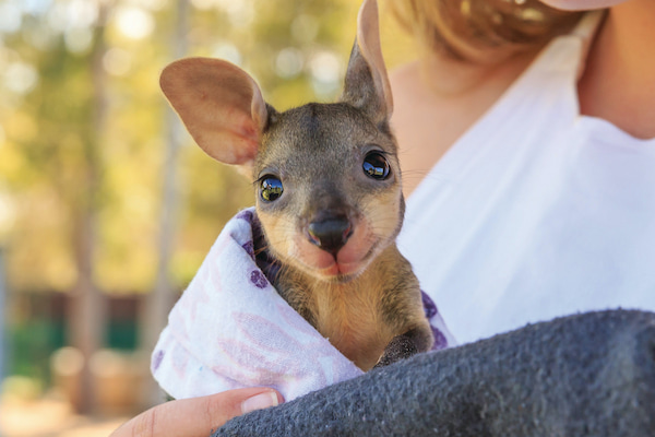 Canguro Joey Experiencias con animales en Australia 6