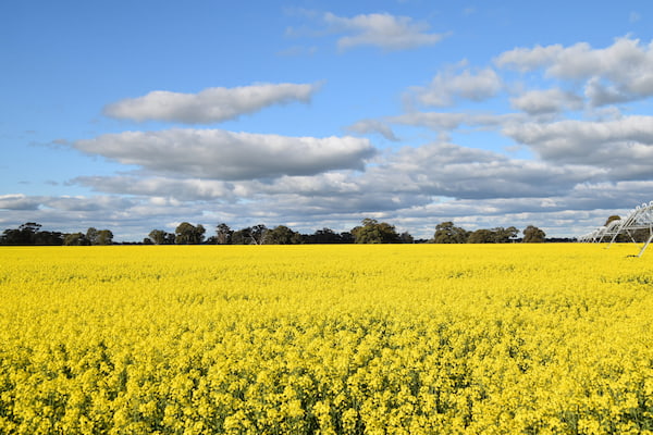 Riverina NSW, Clare Valley SA y Avon Valley WA 7
