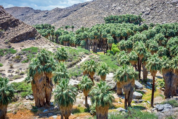 Cañones indios de Palm Springs