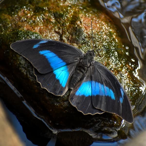 Casa de mariposas Sertoma y Marine Cove