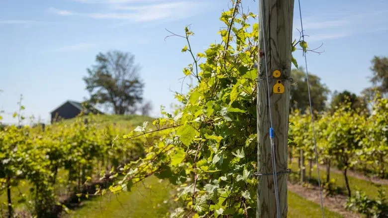 Cata de vinos en el Alto Valle del Misisipi
