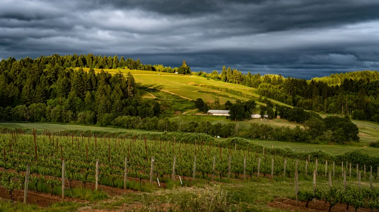 Catas de vino en el valle de Willamette
