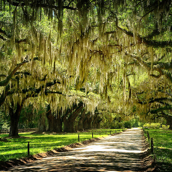Charleston, Carolina del Sur luna de miel para embarazadas-destinos babymoon