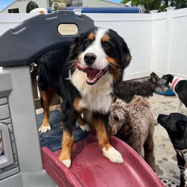 Ciudad Bow Chika Wow-Parques para Perros Bajo Techo