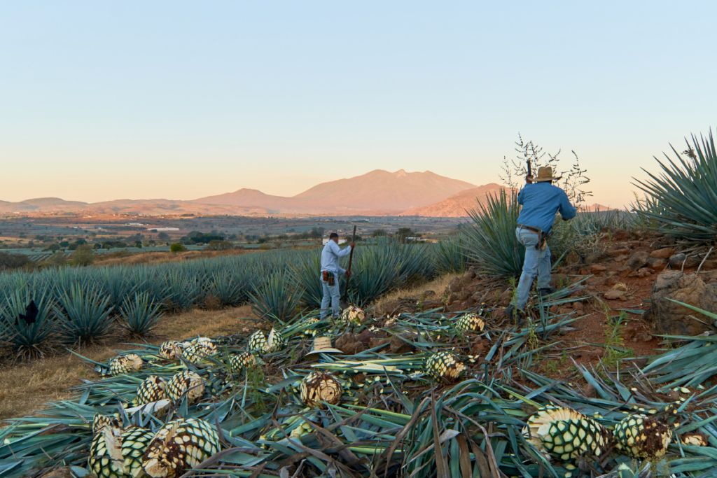 Cómo se elabora el tequila con agave