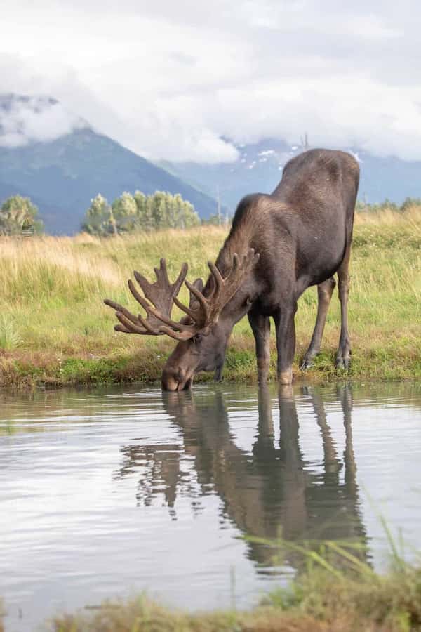 Contempla a los habitantes en el Centro de Conservación de Fauna de Alaska