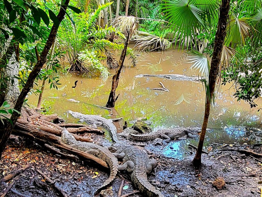 Croco Cun zoo