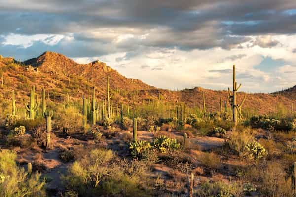 Cuándo es la mejor época para visitar el Parque Nacional Saguaro