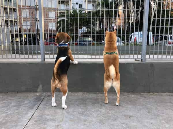 Cuidado con los perros