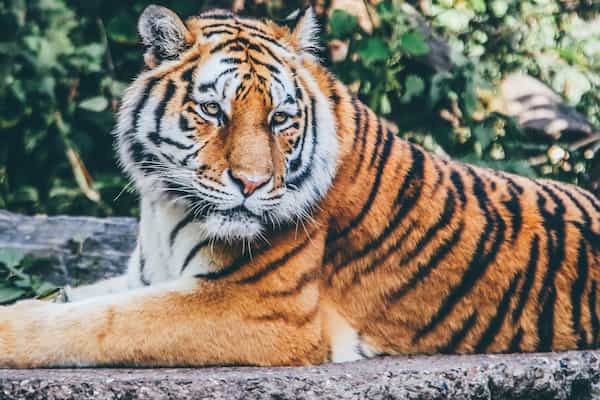 Descubra animales asombrosos en el zoológico de San Diego