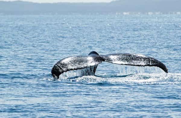 Diferentes épocas del año ofrecen diferentes experiencias de buceo-Gran Barrera de Coral Vs Barrera de arrecife de Belice