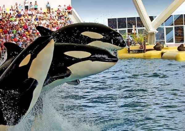 Disfruta de espectáculos acuáticos en SeaWorld