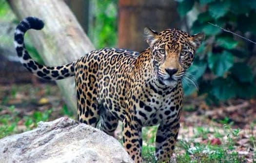 Disfrute de un día en el zoológico de Palm Beach