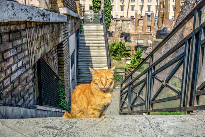 El Santuario de Gatti Di Roma-santuario de gatos en Roma