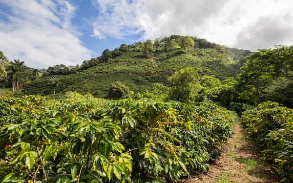 El café más fresco del mundo