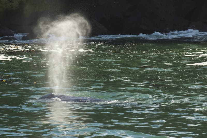 El golpe o el chorro-observación de ballenas en la costa de Oregón