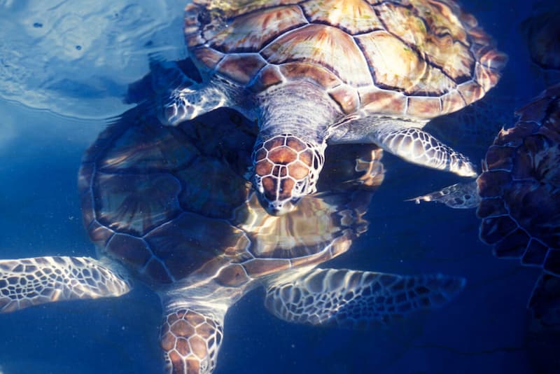 El legado de las tortugas