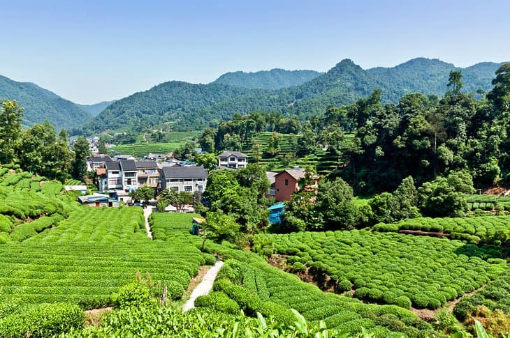 El té Longjing y el pozo del dragón