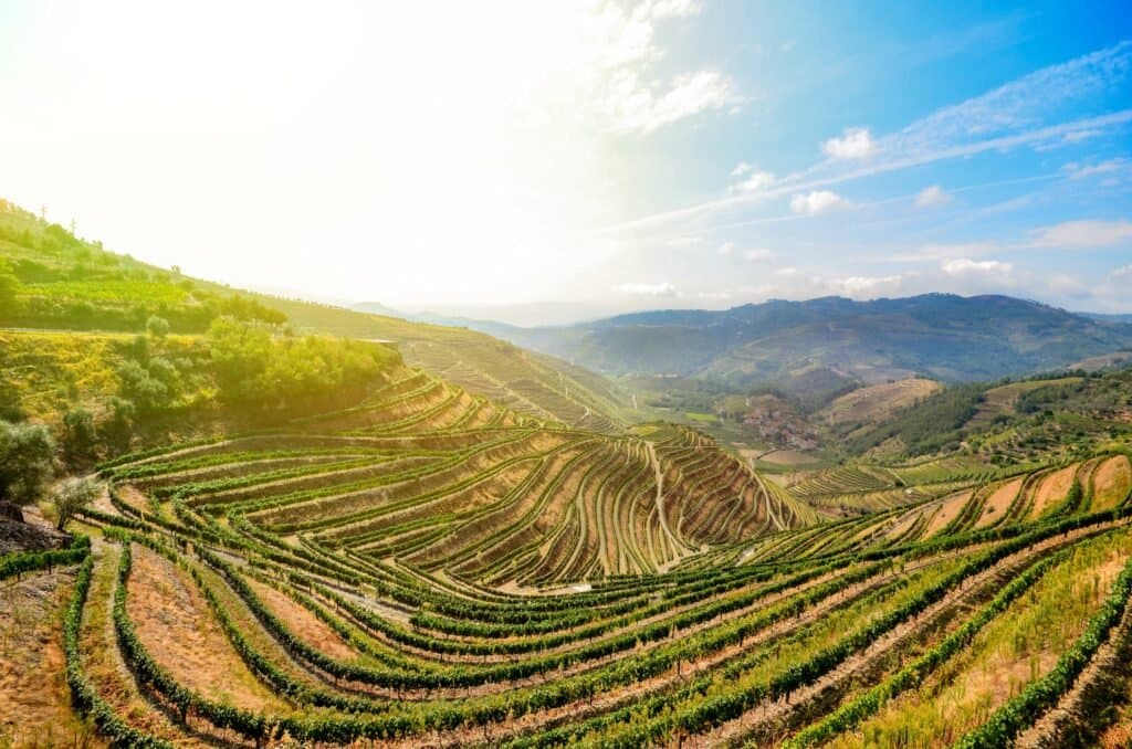 El verdadero vino de Oporto proviene de Oporto