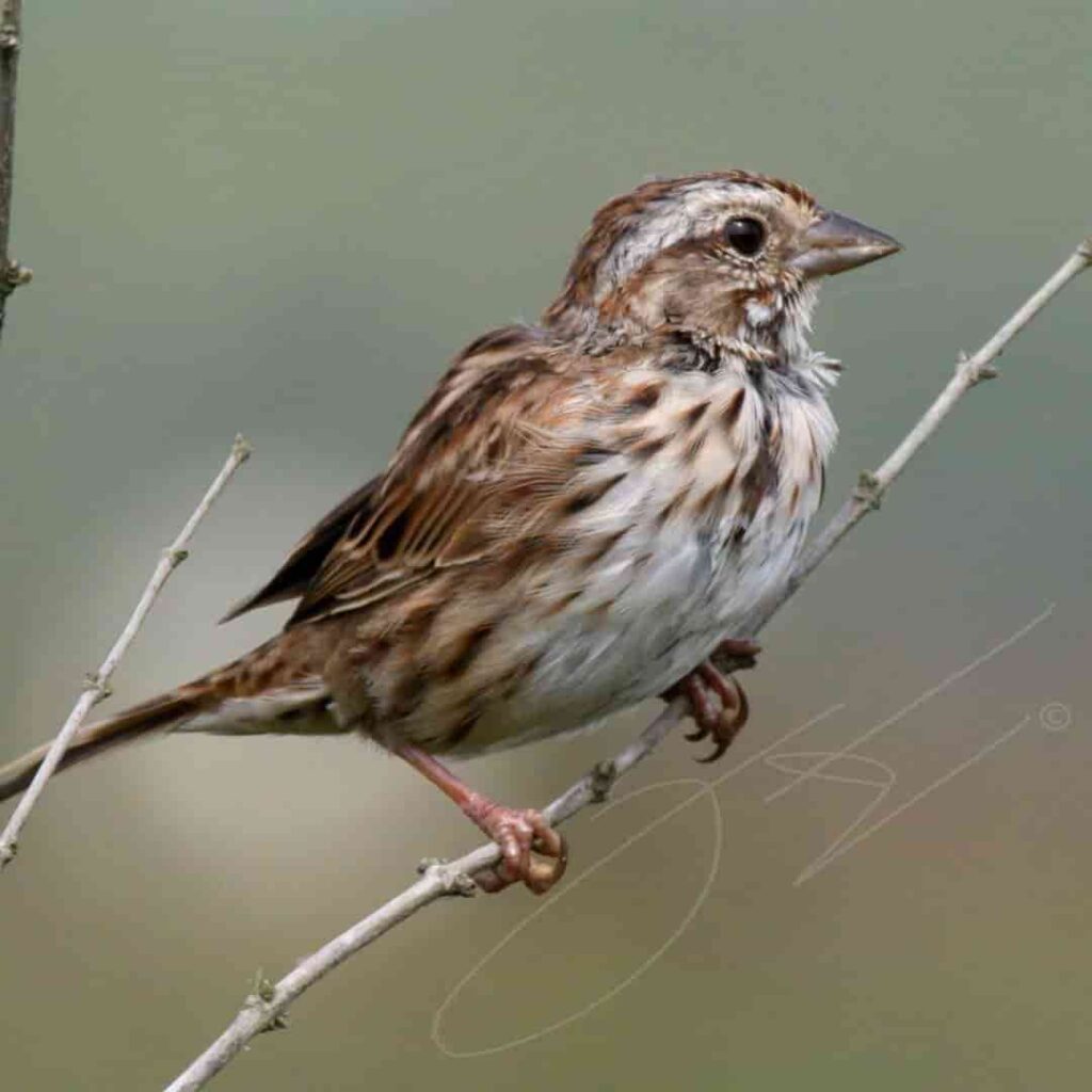 Embárcate en una aventura de observación de aves