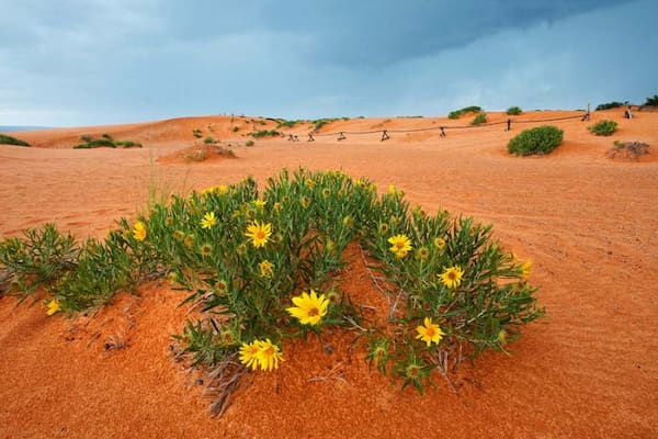 Encuentra un poco de coral-Cosas para Hacer en Kanab
