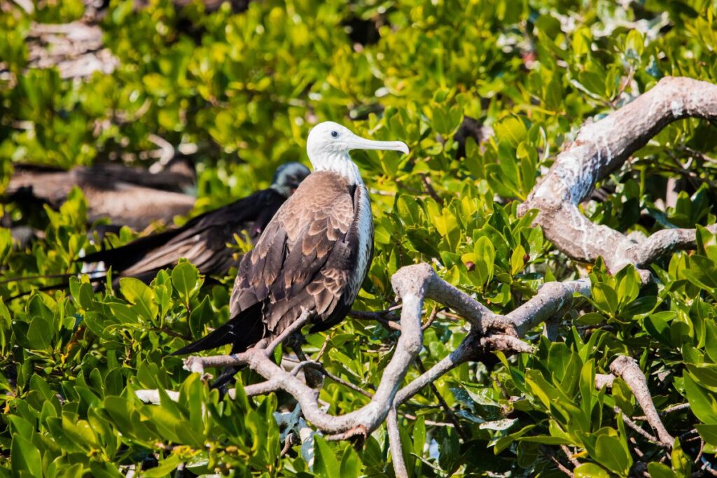 Encuentros naturales en Sian Ka’an