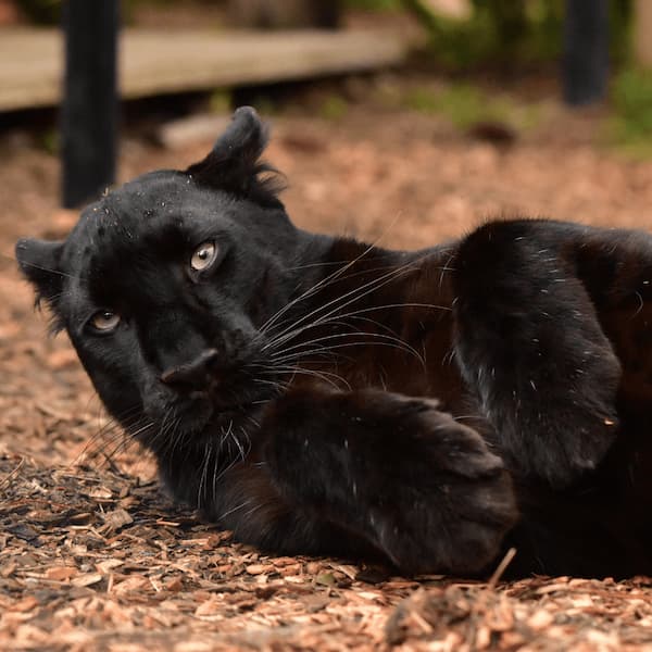 Escuche el rugido de los grandes felinos en el Centro de Conservación Panther Ridge